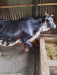 হলেষ্টান ফ্রিজিয়ান গাভী